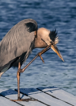 The poking my eye out heron