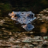 crocodile belize tropical education centre