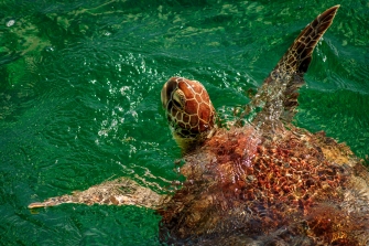 wild sea turtle in bahamas
