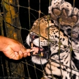 jaguar eating a chicken's foot