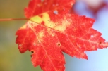 canadian maple leaf lensbaby velvet 56