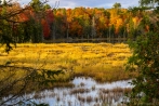 beaver habitat marsh swamp bog fall colors exploring
