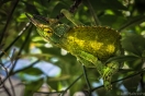 camouflaged chameleon hanging in a tree hawaii