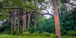 rainbow eucalyptus trees maui hawaii