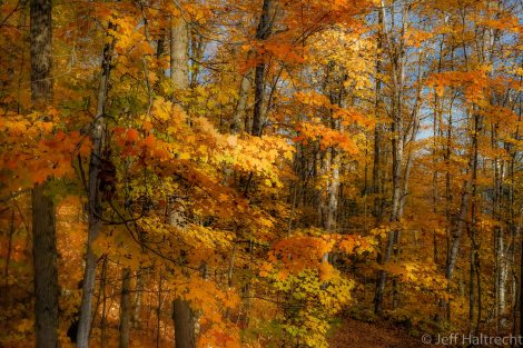 bright and still fall forest of canada with colorful leaves