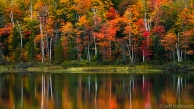 fall colors birch trees echo lake muskoka