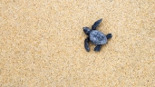 baby sea turtle hatchling on way to the sea