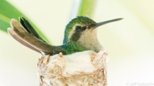 blue tailed emerald hummingbird female nesting curacao