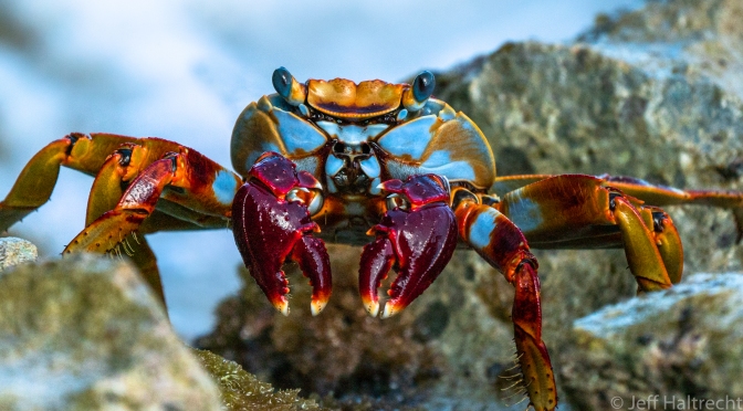 Sally Lightfoot Crab Along The Turbulent Windy Shore
