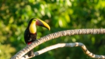 chestnut mandibled yellow fronted toucan costa rica