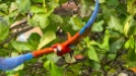 costa rica macaw lapas in flight