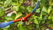 costa rica macaw lapas in flight