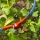 Costa Rica Scarlet Macaw In Flight