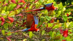 two costa rica scarlet macaws in flight lapas